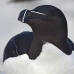 razorbill_msi_h_1272_can0892.jpg